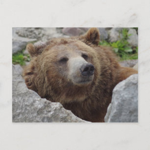 Carte Postale Cook bear