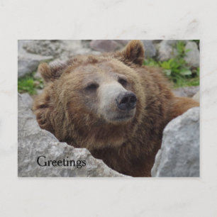 Carte Postale Cook bear
