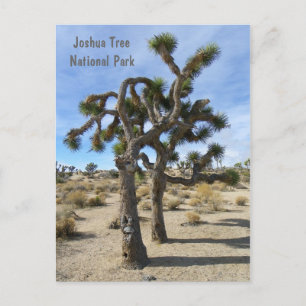 Carte postale cool Joshua Tree !