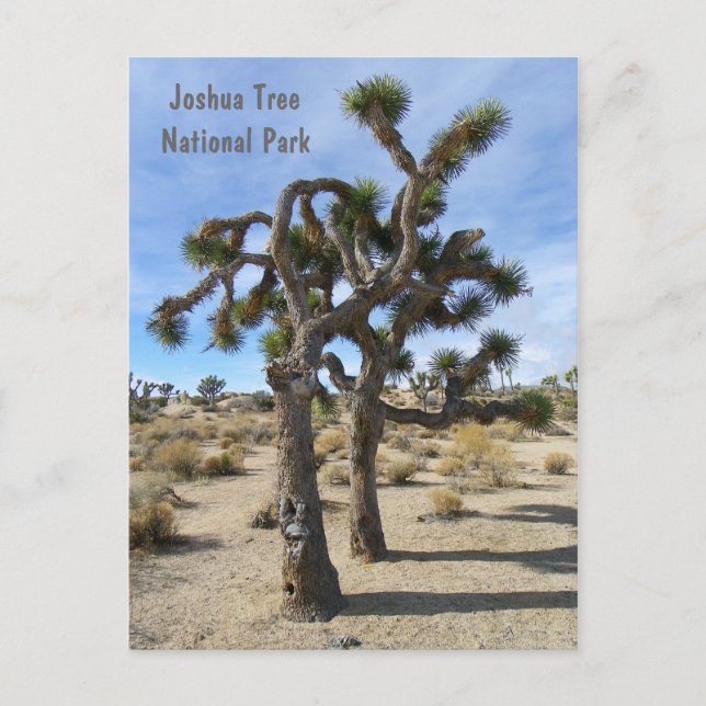 Carte postale cool Joshua Tree ! (Devant)