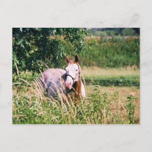 Carte Postale Cool King McCue Postcard