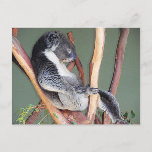Carte Postale Cool Koala