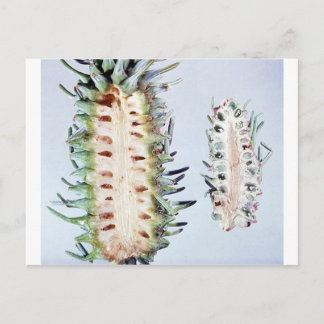 Carte Postale Cooley Spruce Gall Adelgid et Gall Pineus