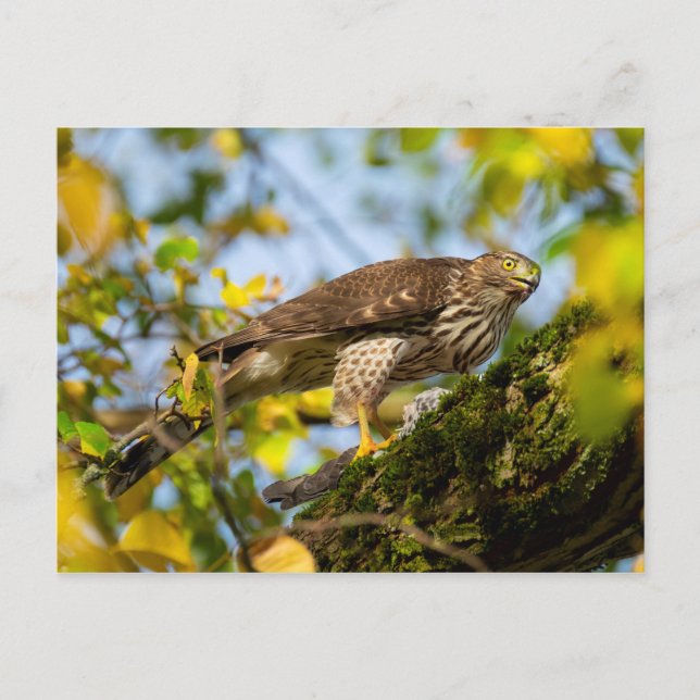 Carte Postale Cooper's Hawk (Devant)