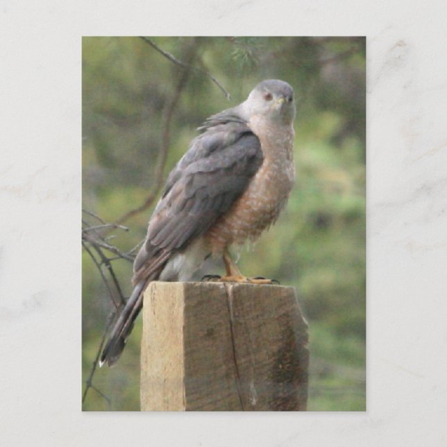 Carte Postale Cooper's Hawk (Devant)