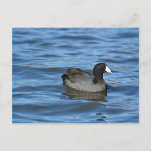 Carte Postale Coot américain