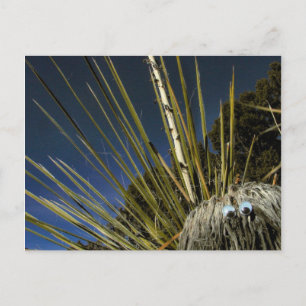 Carte Postale copain cactus no 1