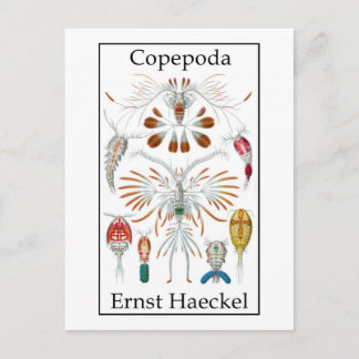 Carte Postale Copepoda par Ernst Haeckel