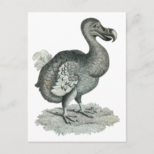 Carte Postale Copie d'oiseau de dronte (Devant)
