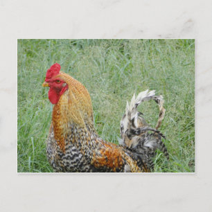 Carte Postale Coq