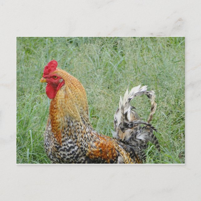 Carte Postale Coq (Devant)