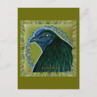 Coq de Sumatra encadré