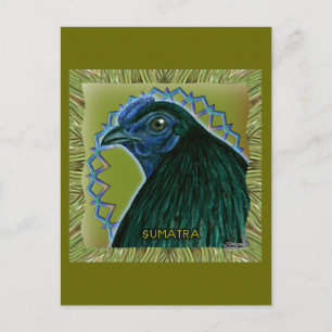 Carte Postale Coq de Sumatra encadré