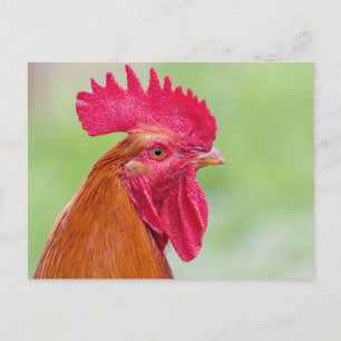 Carte Postale Coq en gros plan
