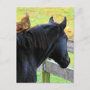 Carte Postale Coq Et Mare