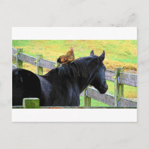 Carte Postale Coq Et Mare