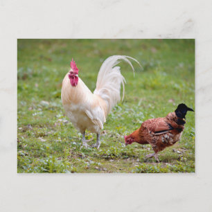 Carte Postale Coq et poule
