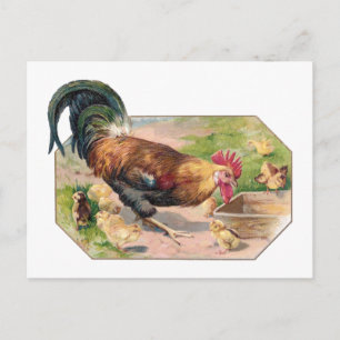 Carte Postale Coq et poussins