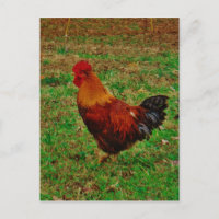 Coq faisant face à gauche