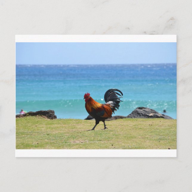 Carte Postale Coq Kauai (Devant)