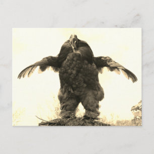 Carte Postale Coq Man -