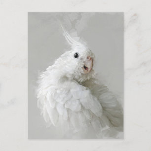 Carte Postale coq, oiseau, jolie, animal de compagnie, adorable,