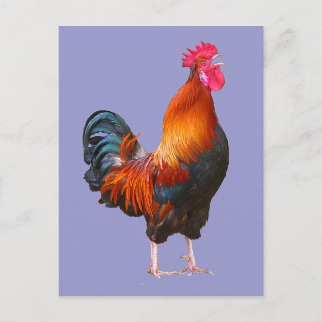 Carte Postale Coq qui chante (Devant)