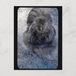 Carte Postale Coq soyeux M. Fluffy