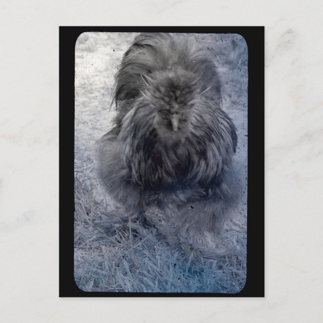 Carte Postale Coq soyeux M. Fluffy  (Devant)