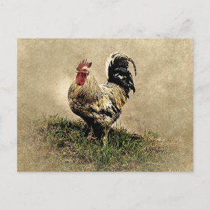 Carte Postale Coq vintage dans l'herbe