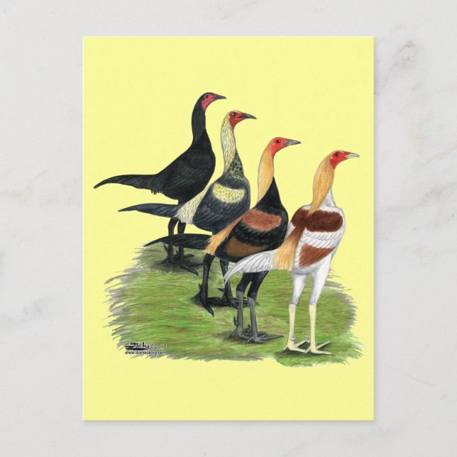 Carte Postale Coqs de Combat Moderne (Devant)