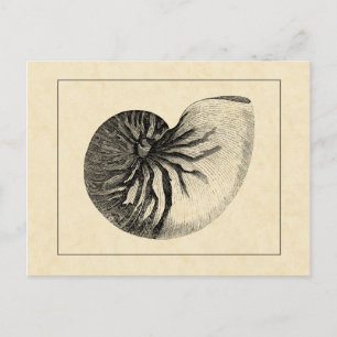 Carte Postale Coque conique vintage noire et blanche