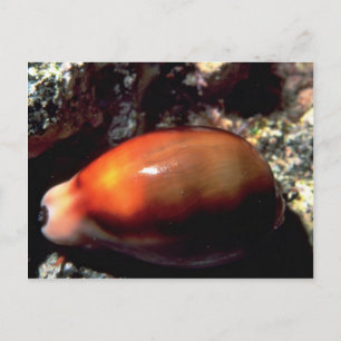 Carte Postale Coque de châtaignes (Cypraea spadicea)