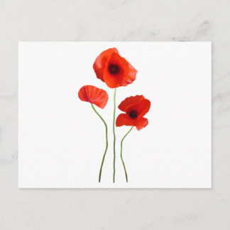 Carte Postale coquelicot
