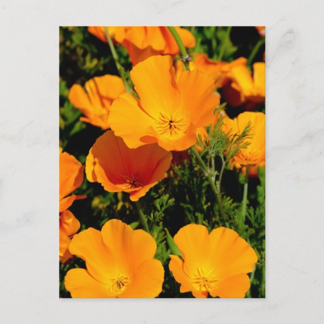 Carte Postale "Coquelicot de Californie" (Devant)