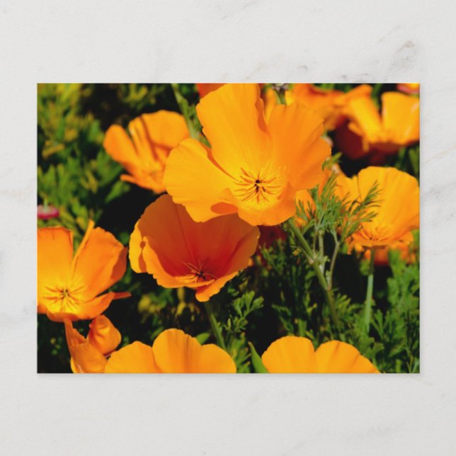 Carte Postale "Coquelicot de Californie" (Devant)