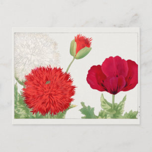 Carte Postale Coquelicot par Tanigami Konan