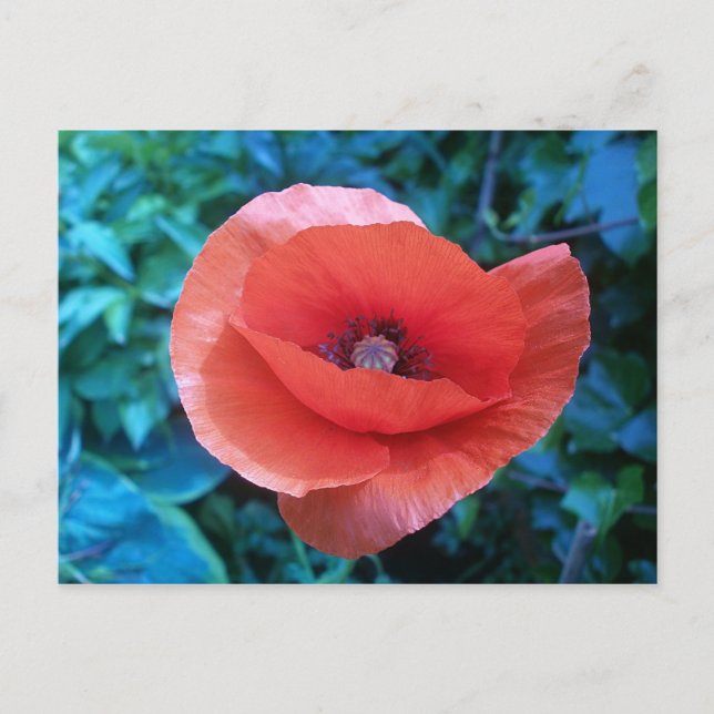 Carte Postale Coquelicot rouge toscan. (Devant)