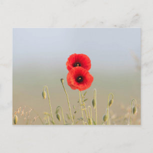 Carte Postale Coquelicots dans la lumière du matin