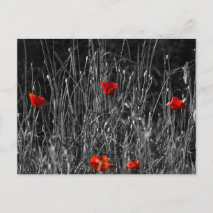Carte postale - Coquelicots de solitude rouge