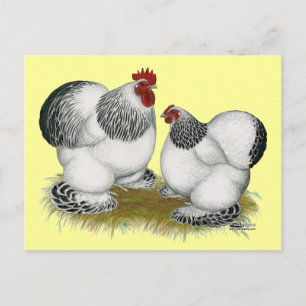 Carte Postale Coques :  Bantams colombiens