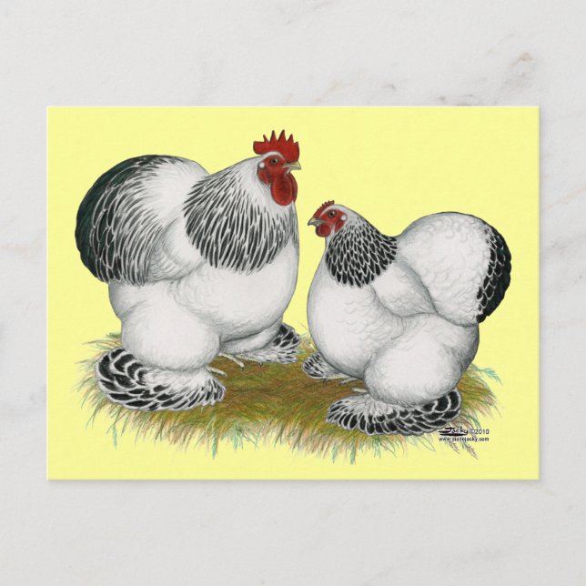 Carte Postale Coques :  Bantams colombiens (Devant)
