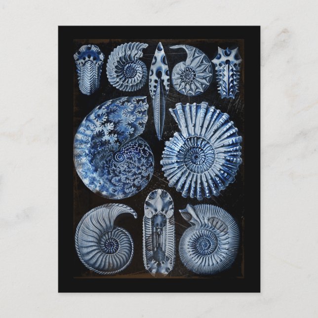 Carte Postale Coques bleues (Devant)