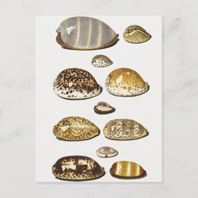 Carte Postale Coques de cowrie tropicale par Johann Gustav Hoch (Devant)