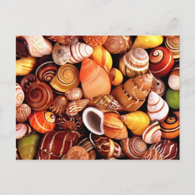 Carte Postale Coques de mer (Devant)