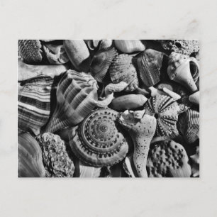 Carte postale Coques de plage noir et blanc