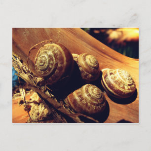Carte Postale Coques des escargots