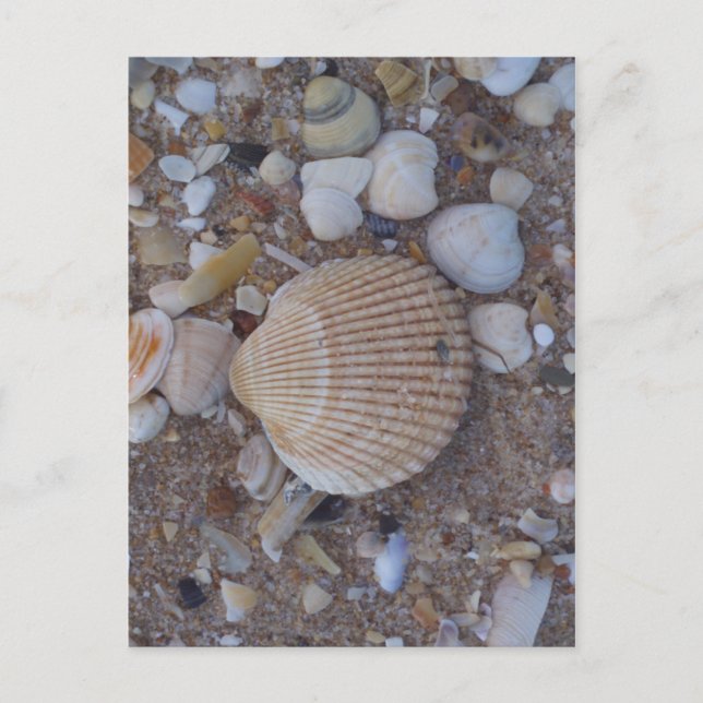 Carte Postale Coques marines (Devant)