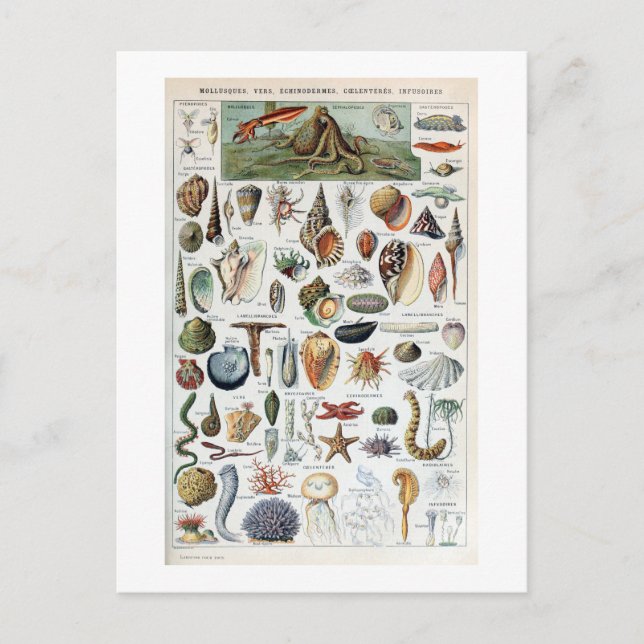 Carte Postale Coques vintage Mollusks (Devant)