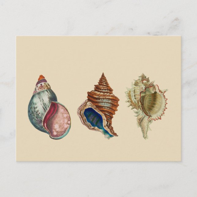Carte Postale Coques vintages (Devant)